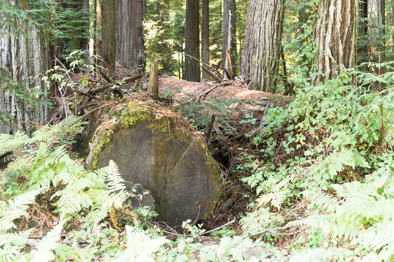 20150822_124954 D3S.jpg - Humbolt  Redwood State Park